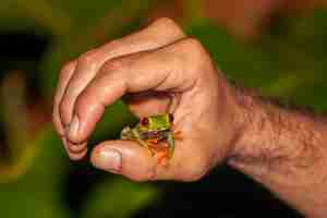 Foto gratuita primer plano de enfoque superficial de una rana del bosque de ojos rojos en el pulgar de la mano de un hombre