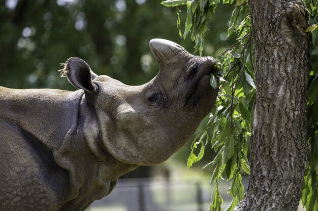 Primer plano de enfoque superficial de un rinoceronte gris comiendo las hojas verdes de un árbol