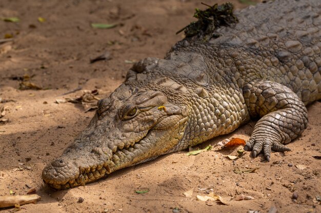 Primer plano de un enorme cocodrilo marrón arrastrándose por el suelo