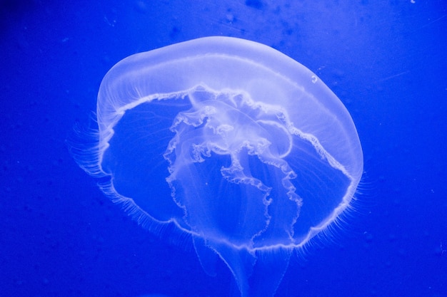 Primer plano de una enorme medusa en el océano