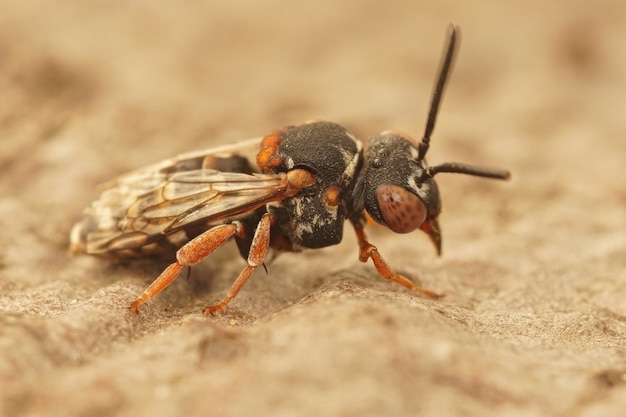 Primer plano de un Epeolus variegatus de muslos negros, una abeja solitaria cuco