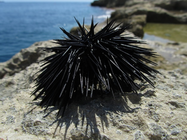 Primer plano de un erizo de mar negro sobre una roca rodeada por el mar bajo la luz del sol en Malta