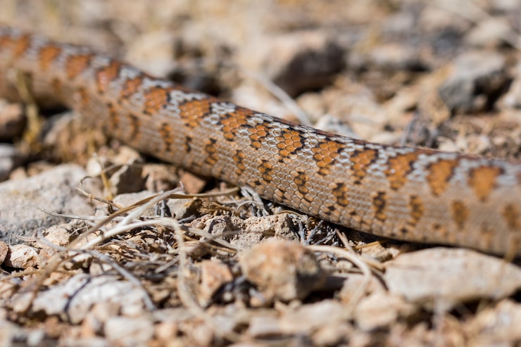 Foto gratuito primer plano de las escamas de una serpiente leopardo adulta o europea ratsnake, zamenis situla, en malta