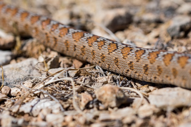 Primer plano de las escamas de una serpiente leopardo adulta o europea Ratsnake, Zamenis situla, en Malta