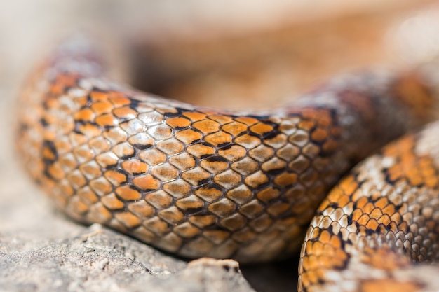 Primer plano de las escamas de una serpiente leopardo adulta