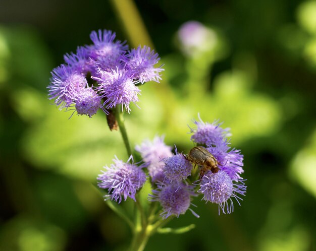 Primer plano de un escarabajo en ageratum púrpura sobre fondo verde bokeh