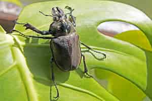 Foto gratuita primer plano de un escarabajo en una hoja