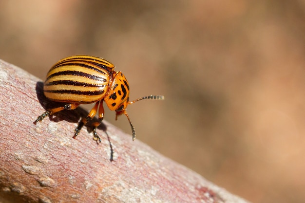 Primer plano de un escarabajo de la patata de Colorado en la superficie de un árbol