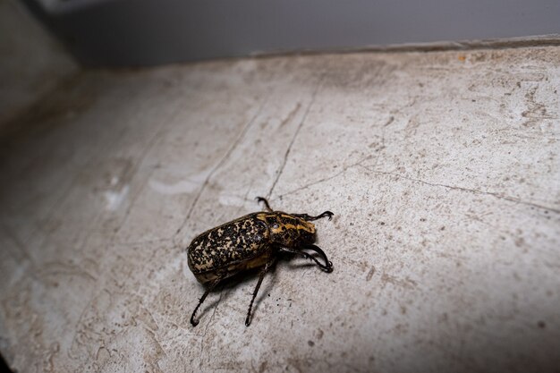Primer plano de un escarabajo en el suelo