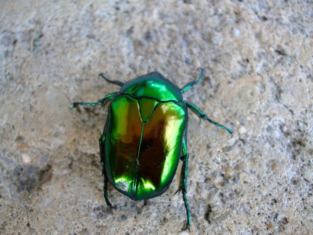 Primer plano de un escarabajo verde en el suelo