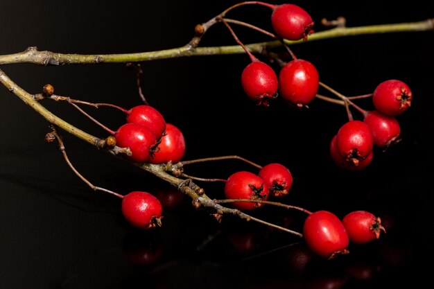 Primer plano de escaramujos rojos que crecen en la rama