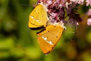 Foto gratuita primer plano de un escaso cobre lycaena virgaureae butterfly en españa