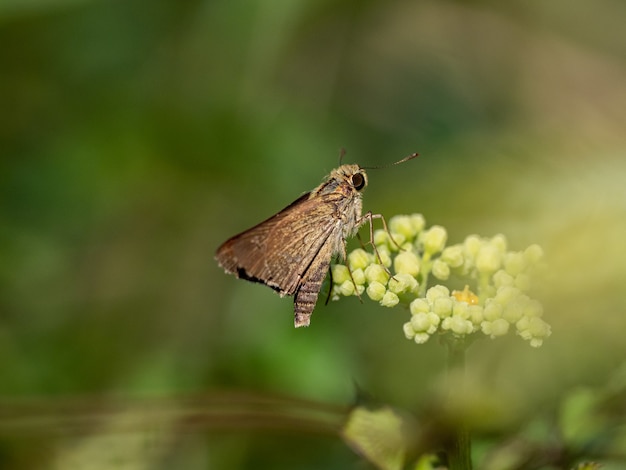 Primer plano de la especie de mariposa patrón de hierba cerca de Yokohama