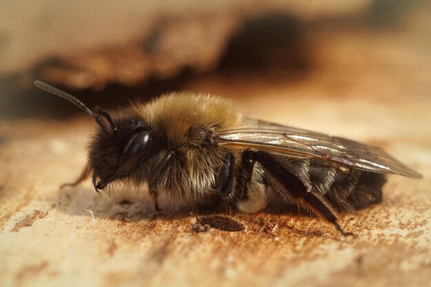 Primer plano de especies europeas de abejas mineras en peligro de extinción