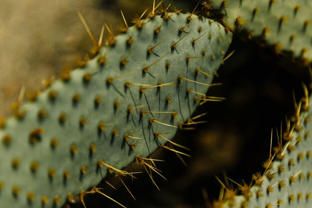 Primer plano de espinas afiladas en la hoja de cactus