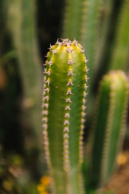 Primer plano de espinas en cactus