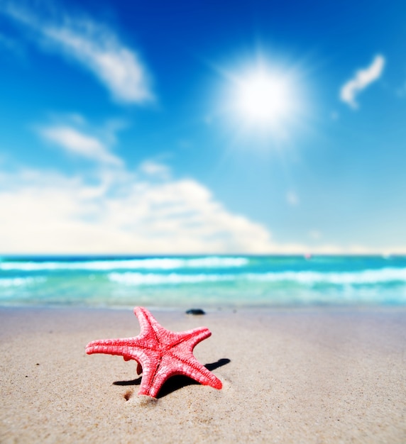 Primer plano de estrella de mar bonita en un día de verano
