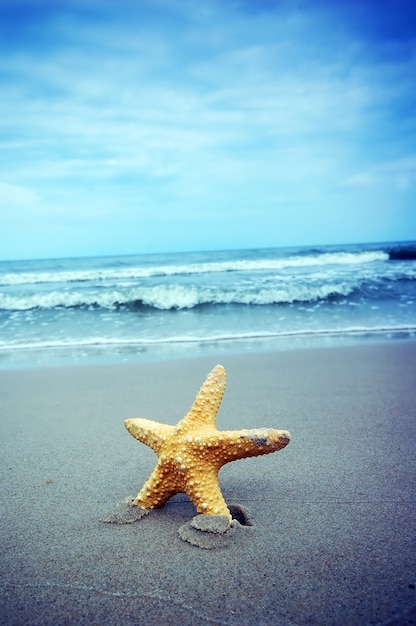 Primer plano de estrella de mar con el mar de fondo