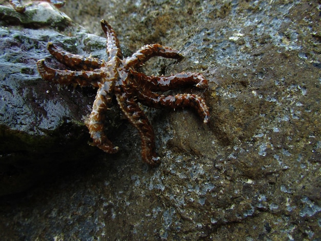 Foto gratuita primer plano de una estrella de mar en wied znuber