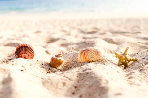 Primer plano de estrellas y conchas en la playa