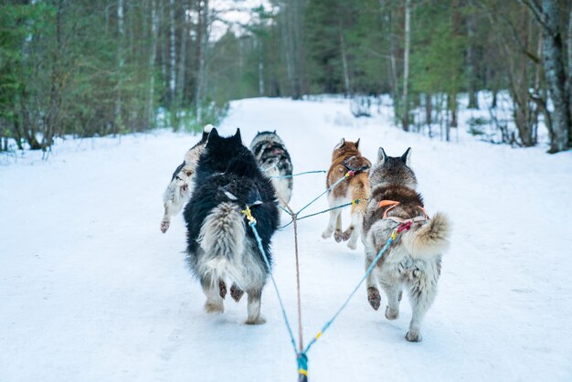 Primer plano de una excursión en trineo de perros en el bosque de invierno durante el día