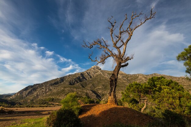 Primer plano de un extraño árbol bajo el cielo azul durante el día