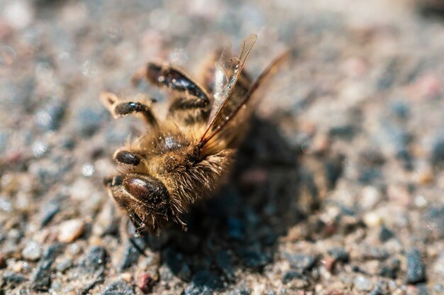 Primer plano extremo de una abeja muerta sobre una superficie de guijarros