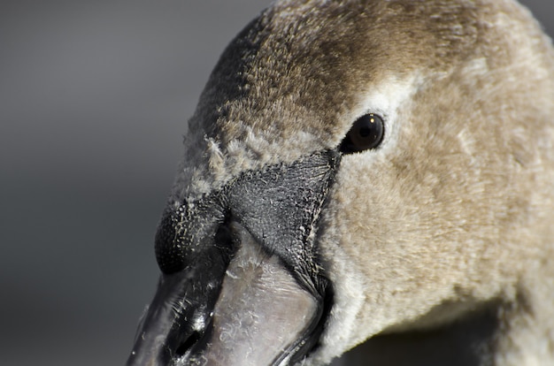 Primer plano extremo de la cabeza de un cisne