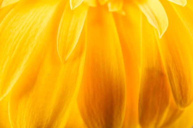Primer plano extremo de delicada flor amarilla