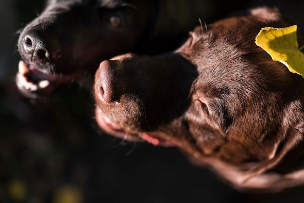 Primer plano extremo de dos perros con una hoja de otoño en la cabeza