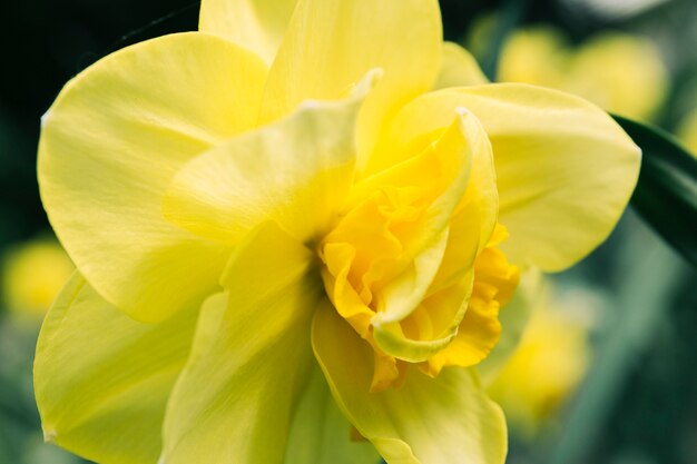 Primer plano extremo de la flor de narciso