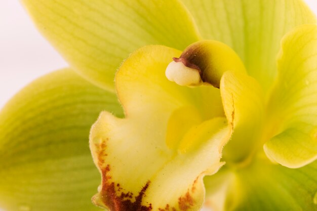 Primer plano extremo de la flor de la orquídea