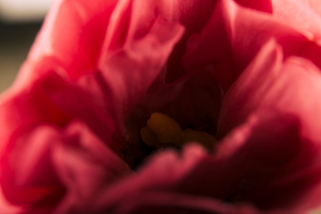 Primer plano extremo de una flor roja