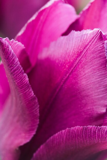 Primer plano extremo de una flor de tulipán rosa