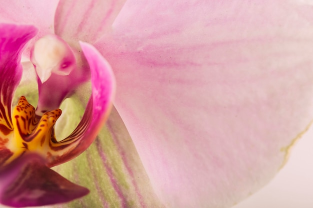 Primer plano extremo de la flor