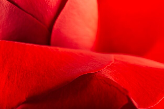 Primer plano extremo de hermosos pétalos de rosas rojas