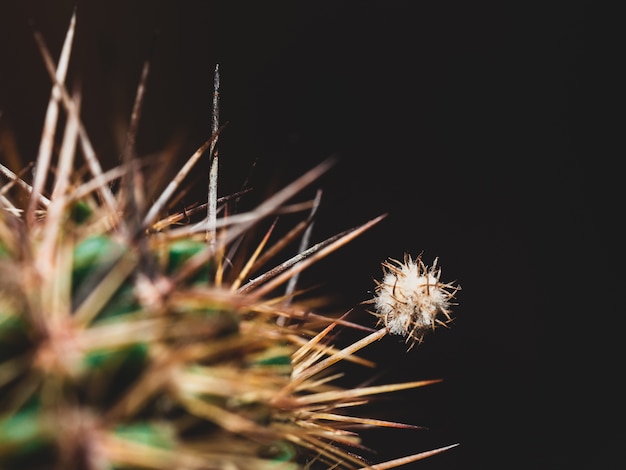 Primer plano extremo de una pelusa de cactus en una columna contra un fondo oscuro