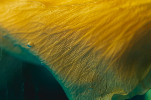 Primer plano extremo pétalo amarillo en agua azul