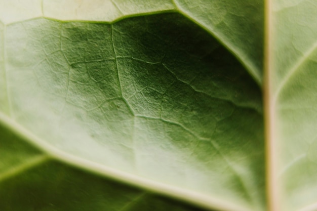 Primer plano extremo de la vena de la hoja verde