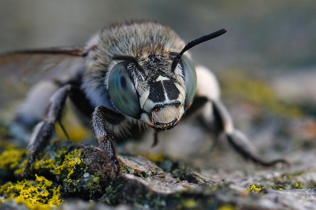 Primer plano facial detallado en una abeja con bandas azules, Amegilla albigena