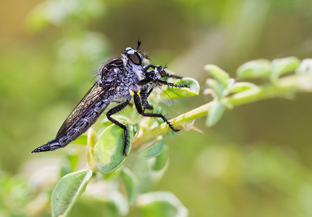 Primer plano de una familia Asilidae dípteros