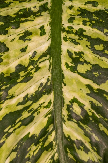 Primer plano de la fascinante hoja de la planta