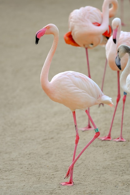 Foto gratuita primer plano de flamencos rosados