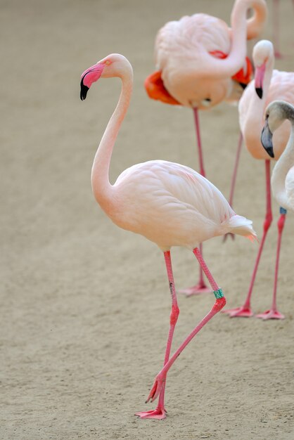 Primer plano de flamencos rosados