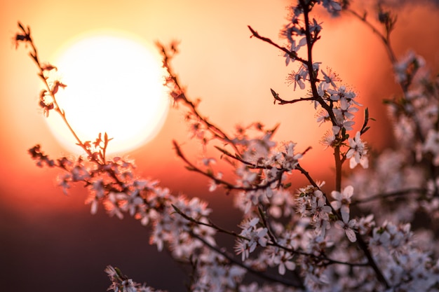 Primer plano de una flor de albaricoque con la hermosa puesta de sol en la noche