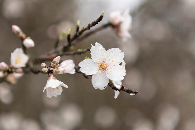 Primer plano de flor del almendro con gotas de agua