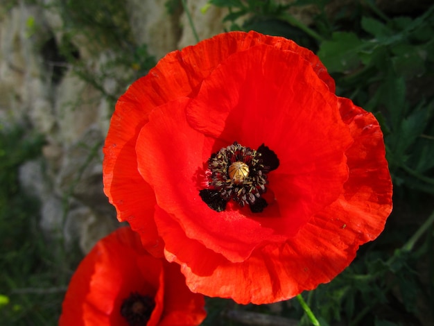 Primer plano de una flor de amapola roja en las islas maltesas en Malta