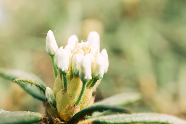 Primer plano de la flor amarilla floreciente del diente de león