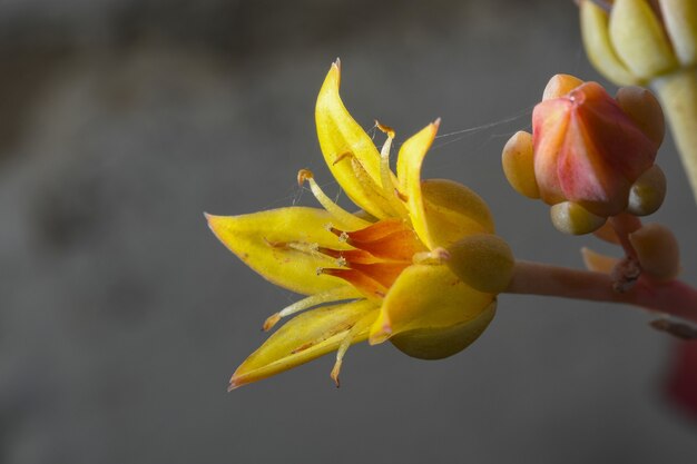 Primer plano de una flor amarilla stonecrop bajo las luces