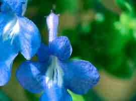 Foto gratuita un primer plano de una flor azul con un fondo verde